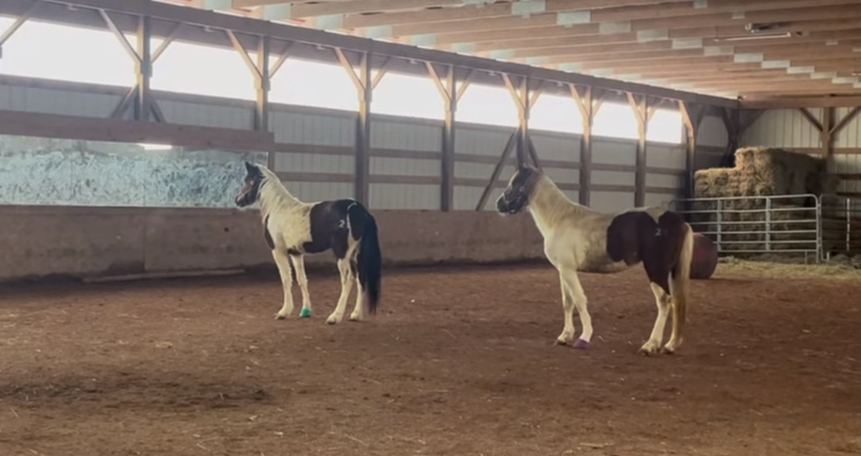 Four Chincoteague Ponies Make Full Swamp Cancer Recovery